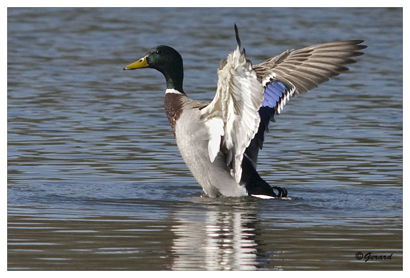 sized_Wilde eend_20090321_012.jpg